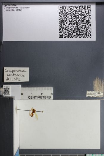 Media type: image;   Entomology 576371